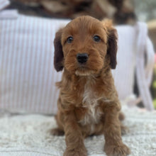 Load image into Gallery viewer, SWEETPEA - Female Mini Spoodle - Ready 23rd Oct