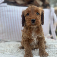 Load image into Gallery viewer, SWEETPEA - Female Mini Spoodle - Ready 23rd Oct