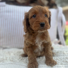 Load image into Gallery viewer, SWEETPEA - Female Mini Spoodle - Ready 23rd Oct