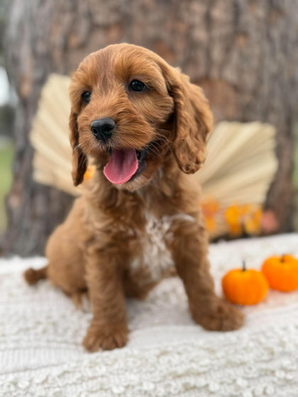 SWEETPEA - Female Mini Spoodle - Ready Now