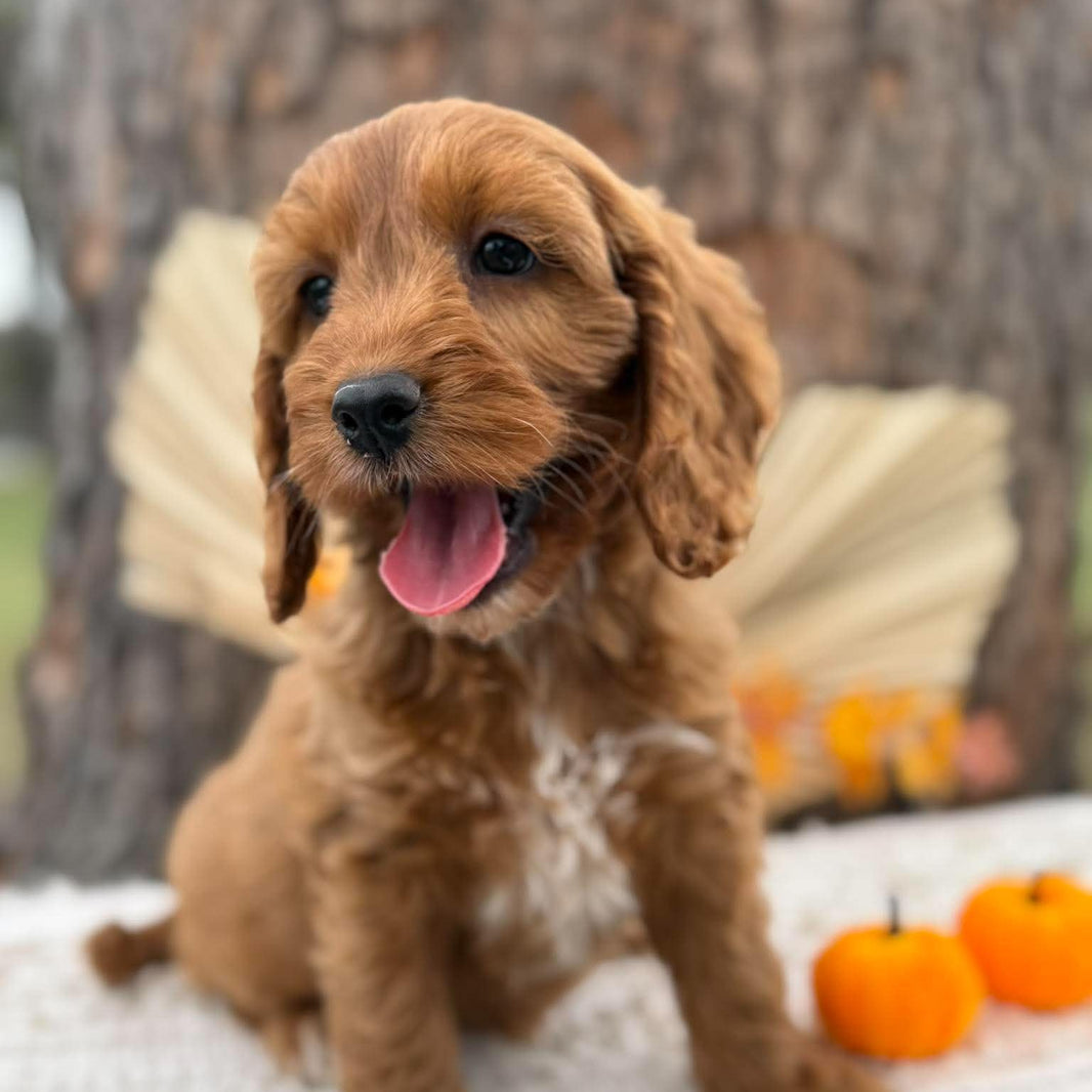 SWEETPEA - Female Mini Spoodle - Ready 23rd Oct