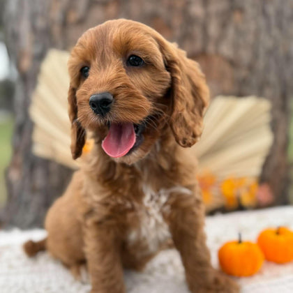 SWEETPEA - Female Mini Spoodle - Ready Now