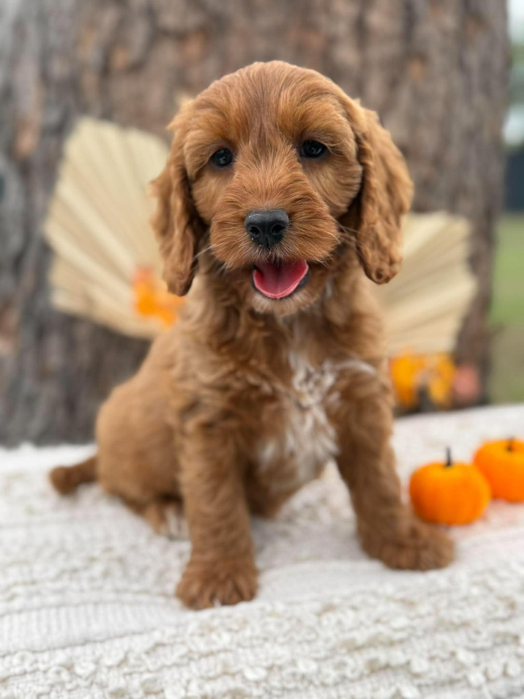SWEETPEA - Female Mini Spoodle - Ready Now