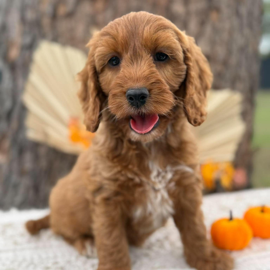 SWEETPEA - Female Mini Spoodle - Ready Now