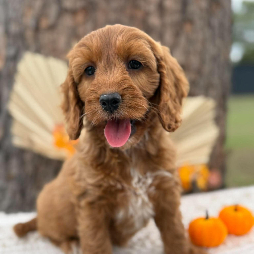 SWEETPEA - Female Mini Spoodle - Ready 23rd Oct