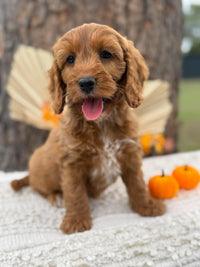 SWEETPEA - Female Mini Spoodle - Ready Now