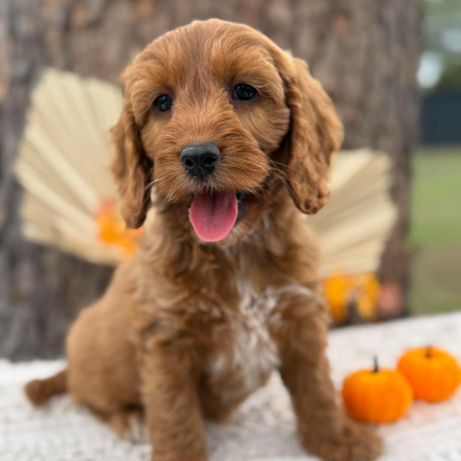 SWEETPEA - Female Mini Spoodle - Ready Now