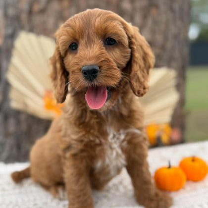 SWEETPEA - Female Mini Spoodle - Ready Now