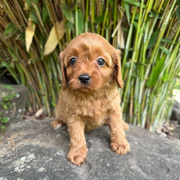 .✨SWEETS - Female Toy Cavoodle - Ready 11 Feb