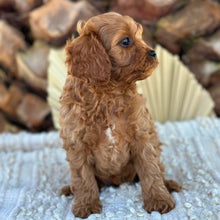 Load image into Gallery viewer, TAFFY - Female Toy Cavoodle - Ready 4th June