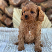 Load image into Gallery viewer, TAFFY - Female Toy Cavoodle - Ready 4th June