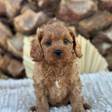 Load image into Gallery viewer, TAFFY - Female Toy Cavoodle - Ready 4th June