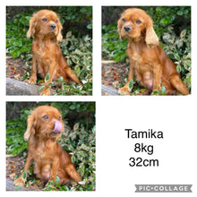 Load image into Gallery viewer, TAMMY - Female Toy Cavoodle - Ready 17th Dec