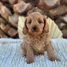 Load image into Gallery viewer, TAMMY - Female Toy Cavoodle - Ready 4th June