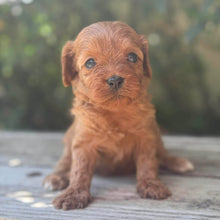 Load image into Gallery viewer, TAMMY - Female Toy Cavoodle - Ready 17th Dec