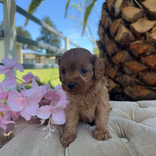 Load image into Gallery viewer, TAMMY - Female Toy Cavoodle - Ready 17th Dec
