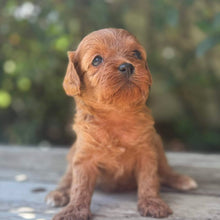 Load image into Gallery viewer, TAMMY - Female Toy Cavoodle - Ready 17th Dec