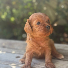 Load image into Gallery viewer, TAMMY - Female Toy Cavoodle - Ready 17th Dec