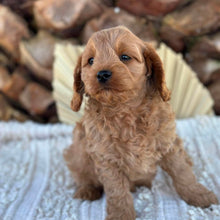 Load image into Gallery viewer, TAMMY - Female Toy Cavoodle - Ready 4th June