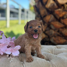 Load image into Gallery viewer, TAMMY - Female Toy Cavoodle - Ready 17th Dec