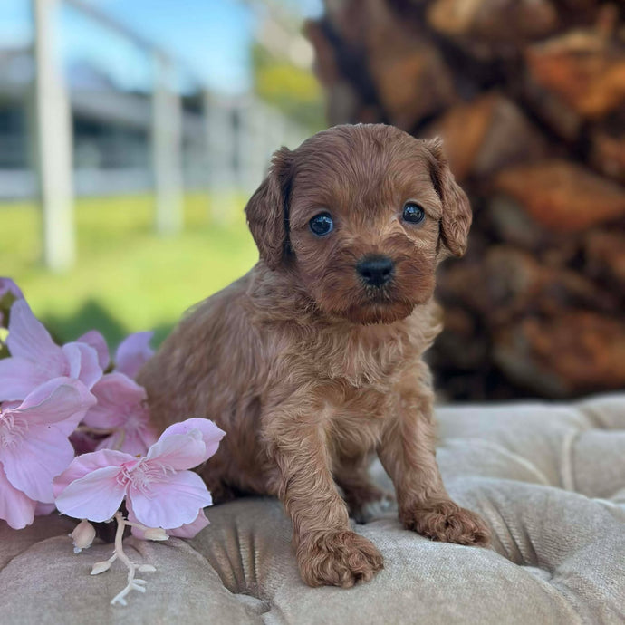 TAMMY - Female Toy Cavoodle - Ready 17th Dec