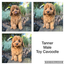 Load image into Gallery viewer, .TANNER - Male Toy Cavoodle - Ready Now