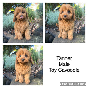 .TANNER - Male Toy Cavoodle - Ready Now