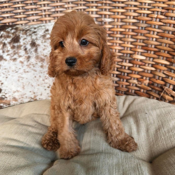 TANNER - Male Toy Cavoodle - Ready Now