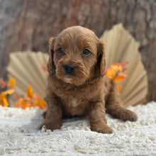 Load image into Gallery viewer, TARZAN - Male Toy Cavoodle - Ready 12th Nov