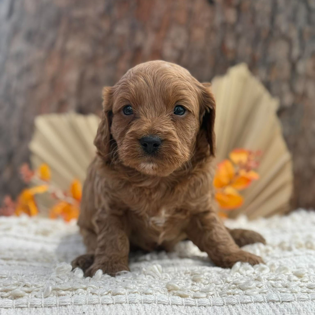 TARZAN - Male Toy Cavoodle - Ready 12th Nov