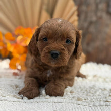 Load image into Gallery viewer, TAYLA - Female Toy Cavoodle - Ready 12th Nov