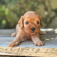 Load image into Gallery viewer, TEDDY - Male Toy Cavoodle - Ready 17th Dec