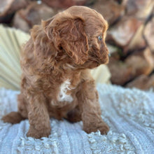 Load image into Gallery viewer, TEDDY - Male Toy Cavoodle - Ready 4th June