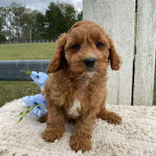 Load image into Gallery viewer, TEDDY - Male Toy Cavoodle - Ready Now