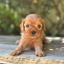 Load image into Gallery viewer, TEDDY - Male Toy Cavoodle - Ready 17th Dec