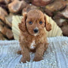 Load image into Gallery viewer, TEDDY - Male Toy Cavoodle - Ready 4th June