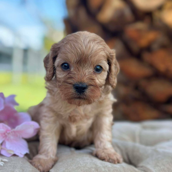 TEDDY - Male Toy Cavoodle - Ready 17th Dec