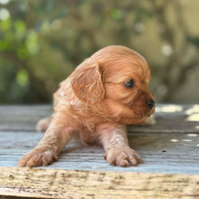 Load image into Gallery viewer, TEDDY - Male Toy Cavoodle - Ready 17th Dec