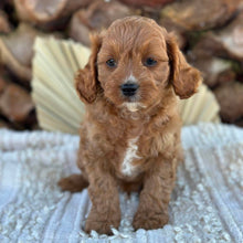 Load image into Gallery viewer, TEDDY - Male Toy Cavoodle - Ready 4th June