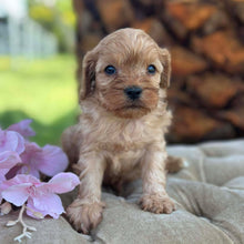 Load image into Gallery viewer, TEDDY - Male Toy Cavoodle - Ready 17th Dec
