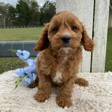 Load image into Gallery viewer, TEDDY - Male Toy Cavoodle - Ready Now
