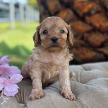 Load image into Gallery viewer, TEDDY - Male Toy Cavoodle - Ready 17th Dec