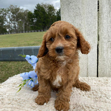 Load image into Gallery viewer, TEDDY - Male Toy Cavoodle - Ready Now