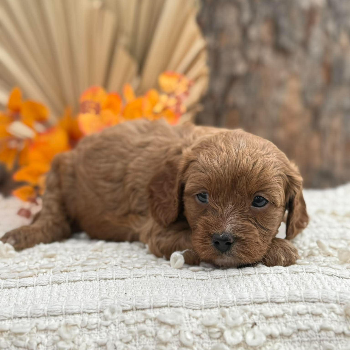 TESSA - Female Toy Cavoodle - Ready 12th Nov
