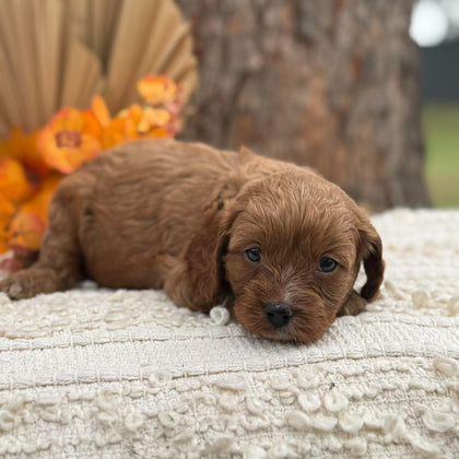 TESSA - Female Toy Cavoodle - Ready 12th Nov