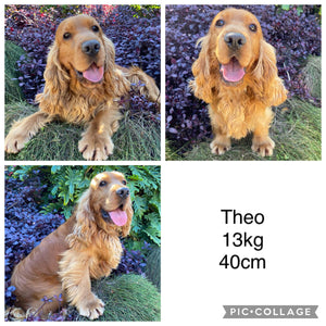 SAINT - Male Cocker Spaniel - Ready 4th Dec