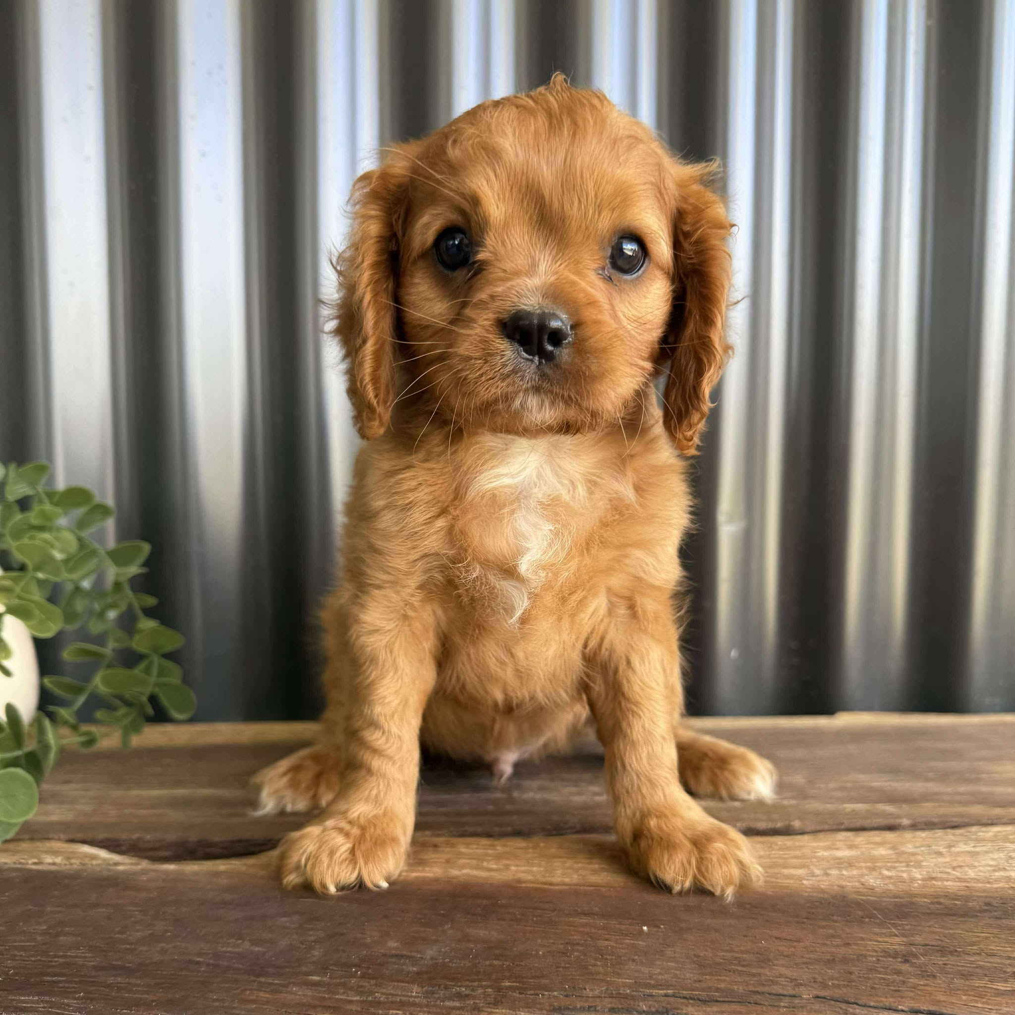 .🌟TIM TAM - Male Cavalier - Ready Now