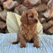 Load image into Gallery viewer, TINY - Male Toy Cavoodle - Ready 4th June