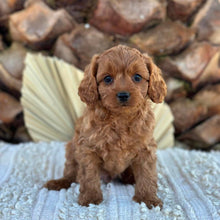 Load image into Gallery viewer, TINY - Male Toy Cavoodle - Ready 4th June