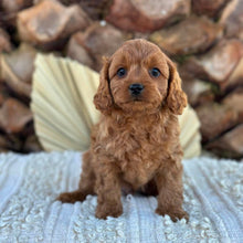 Load image into Gallery viewer, TINY - Male Toy Cavoodle - Ready 4th June